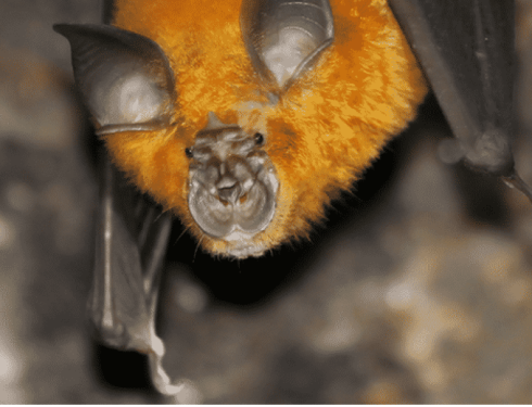 NIH admits that under Ecohealth grant at Wuhan lab, mice infected with novel coronavirus ‘became sicker’ than those infected with a natural bat coronavirus