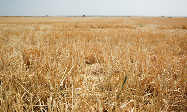 U.S. spring wheat planting lags after winter wheat harvest down 8 percent in 2022 as world waits for Ukraine