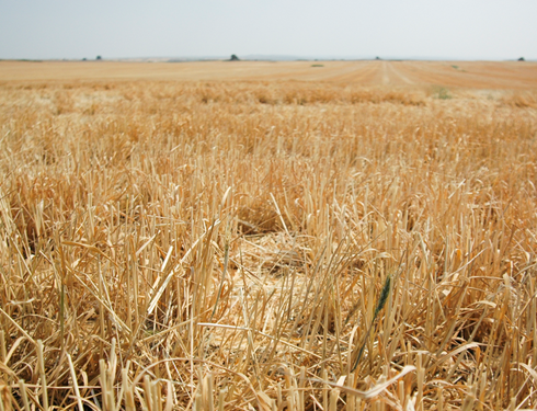 As Russia cuts off Odesa and Ukraine’s wheat export capacity, U.S. failed to produce any more wheat in 2022